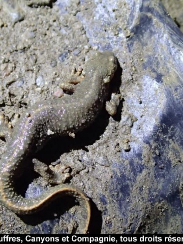 Euprocte